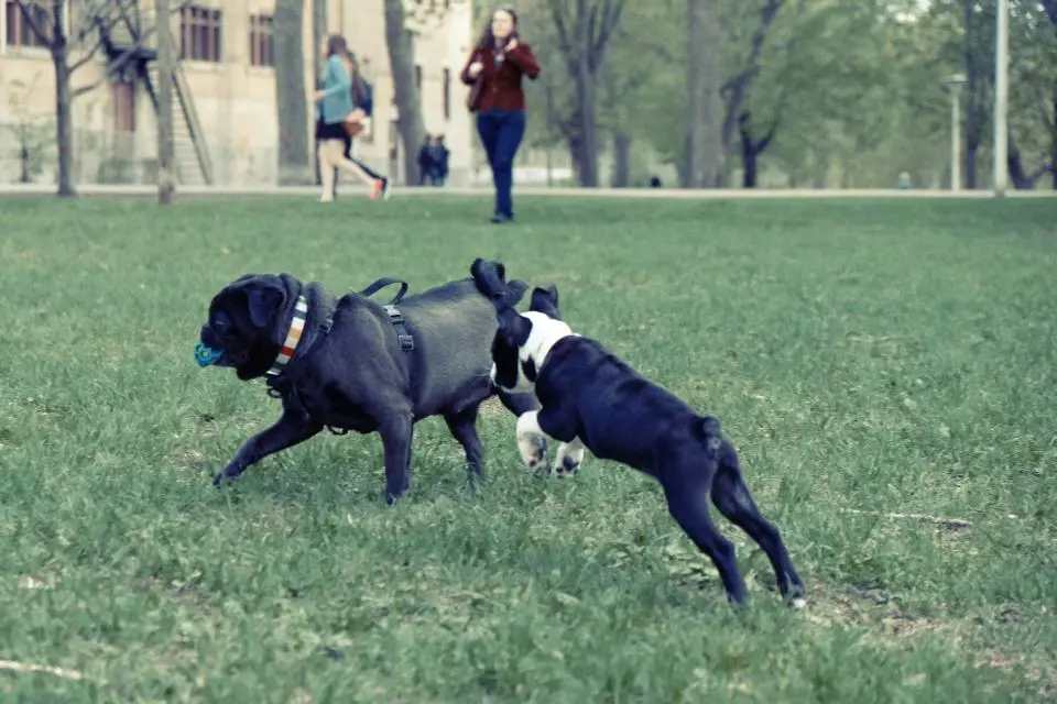 Bark park